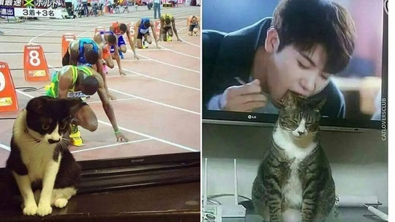 Ilusi Optik 6 Kucing di Depan TV Ini Bikin Geleng Kepala