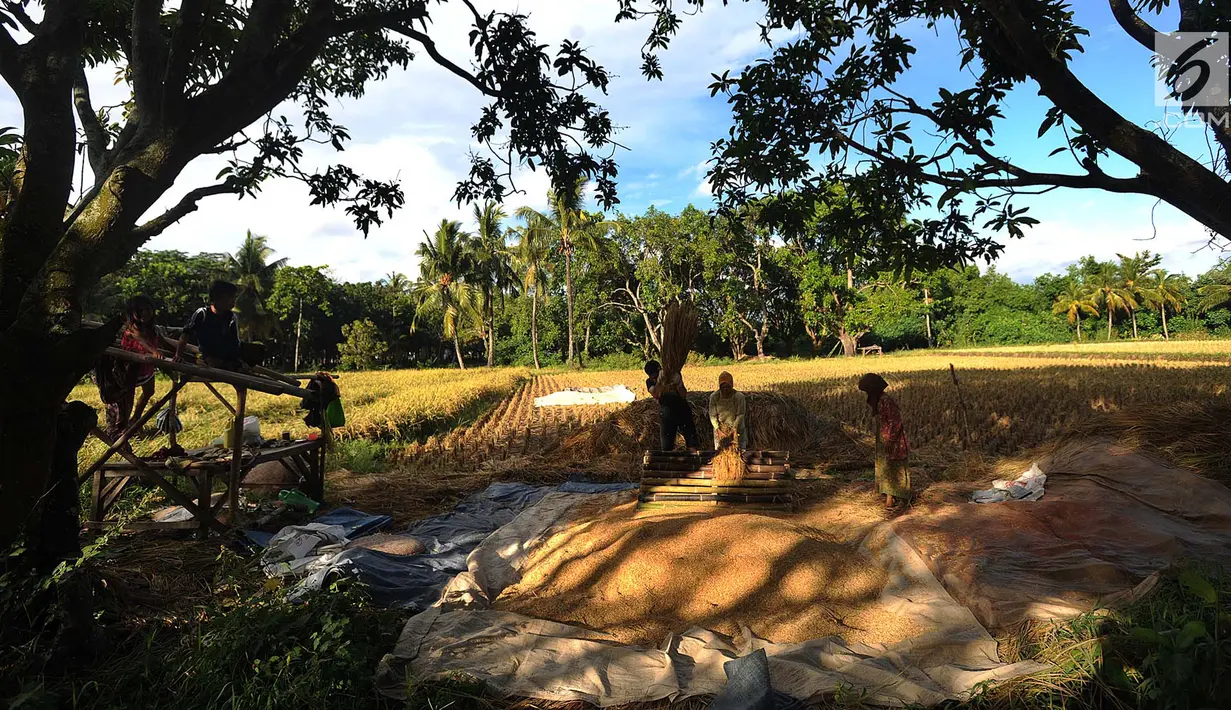 Petani merontokan gabah padi di areal persawahan Desa Ciwaru, Sukabumi, Sabtu (23/6). Petani mengeluhkan harga gabah kering panen saat ini Rp 488 ribu per kwintal dibanding tahun lalu yang menembus Rp 600 ribu per kwintal. (Merdeka.com/Arie Basuki)