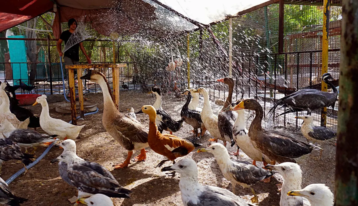 Tips Menjemur Burung di Cuaca Panas Ekstrem agar Sehat dan Nyaman