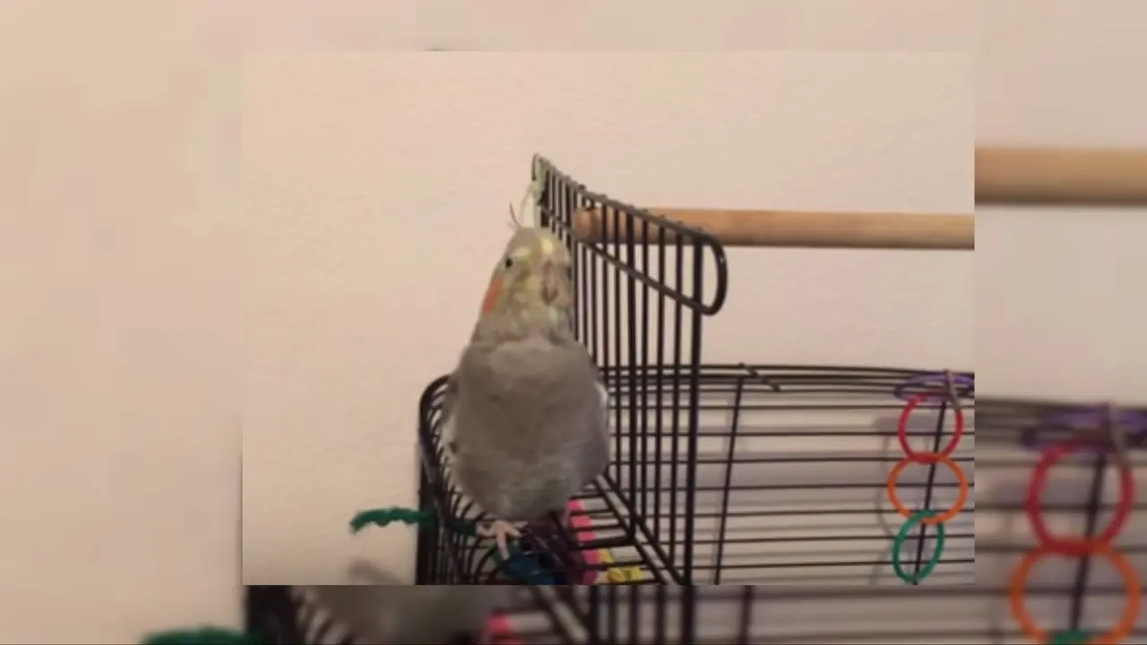 Lucunya Burung Lip Sync Lagu 'Dilemma'