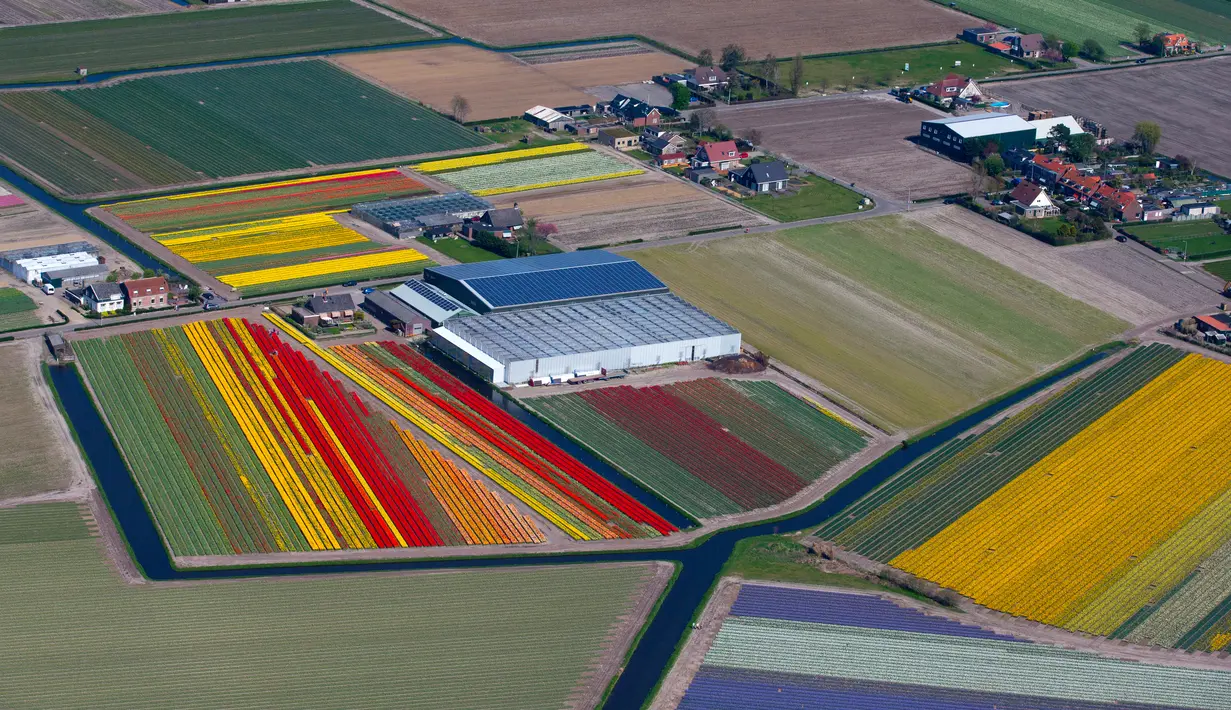 Pemandangan memukau bunga tulip warna-warni di ladang De Keukenhof, Lisse, Belanda, Jumat (20/4). Terdapat tujuh juta tulip di ladang De Keukenhof. (AP Photo / Peter Dejong)