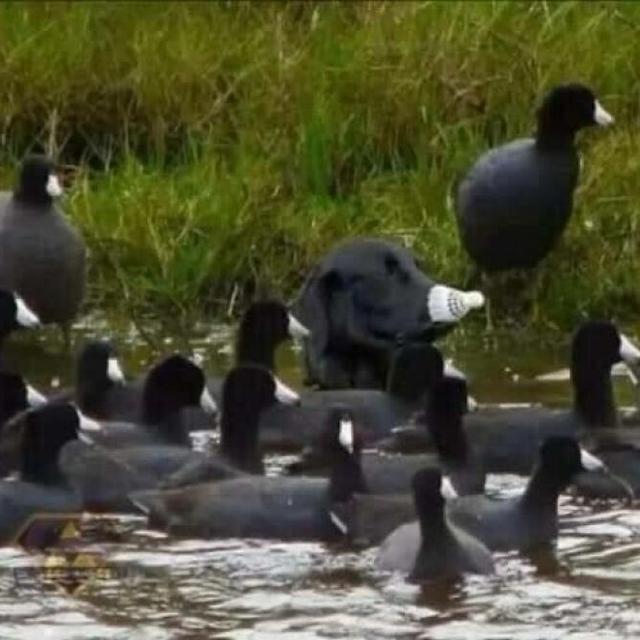6 Potret Kejadian Apes Menimpa Hewan Ini Lucu tapi Bikin Kasihan
