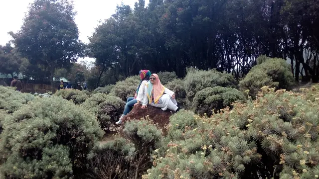 Taman Adelwise, menjadi salah satu taman pilihan pengunjung Papandayan yang berlibur ke sana