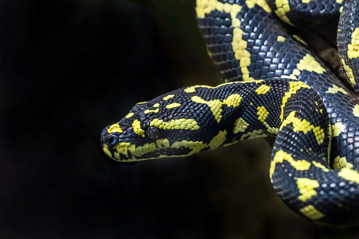 Ular Sanca Kuning Hitam