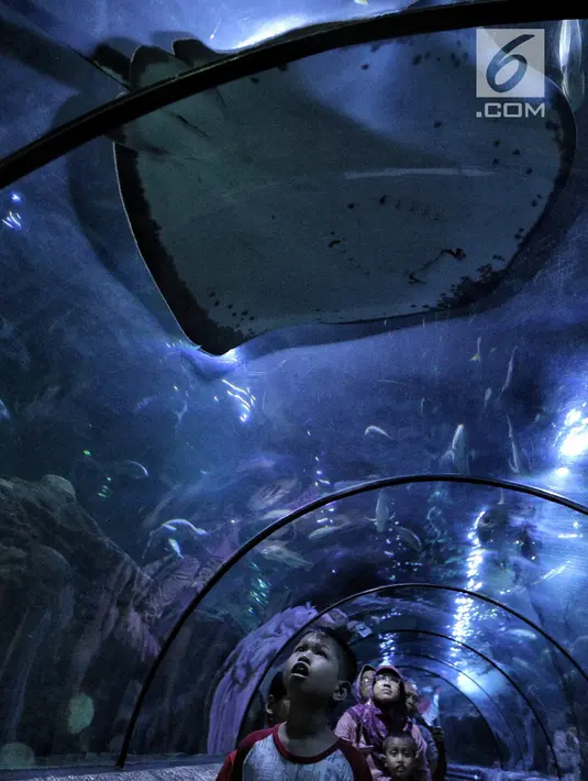 Pengunjung mengamati ikan-ikan di akuarium SeaWorld Ancol, Jakarta, Jumat (17/8). Seaworld menjadi tempat wisata alternatif warga saat libur panjang akhir pekan ini yang bertepatan dengan HUT ke-73 Republik Indonesia. (Liputan6.com/Faizal Fanani)