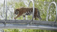 Perhatikan ruang untuk berjalan satwa, kebun binatang di Philadelphia bangun jembatang terselubung untuk satwanya. (Foto: Dailymail)