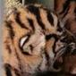 Anak harimau sumatera lahir di Sanctuary Harimau BNWS yang terletak di Batu Nanggar, Batangonang, Padang Lawas Utara, Sumut