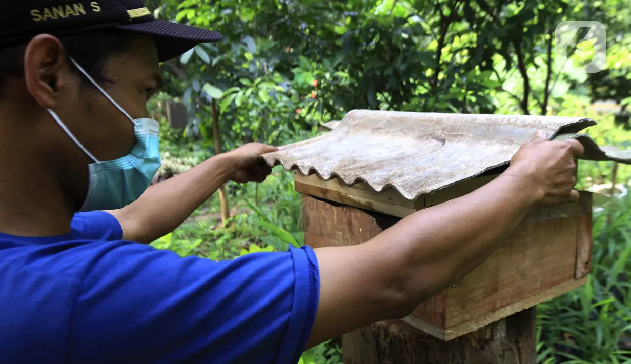 Anggota Kelompok Tani Hutan Hijau Lestari membudidayakan lebah madu jenis Trigona di kawasan Hutan Kota Srengseng, Kembangan, Jakarta Barat, Sabtu (5/6/2021). Selain bisa melihat lebahnya, warga juga bisa menyedot madu langsung dari sarangnya. (Liputan6.com/Johan Tallo)