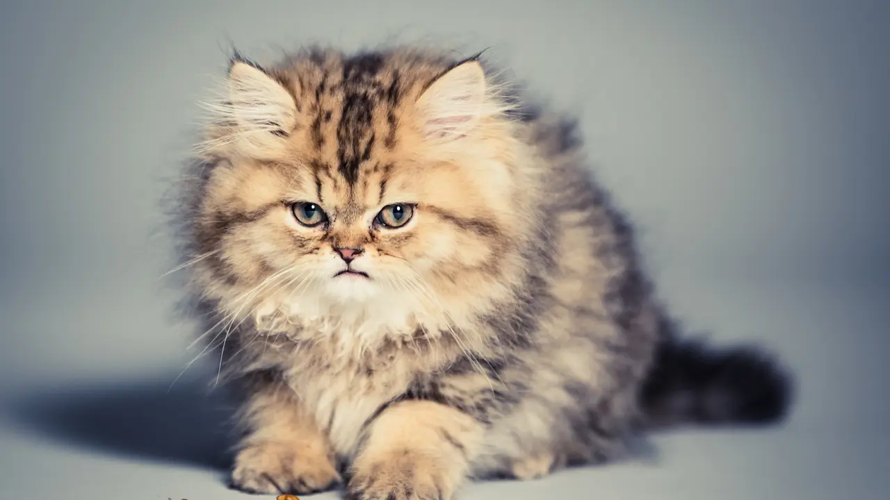 Kenalkan Lucy, Kucing Penyelamat Milik Pesepakbola Ethan Zohn
