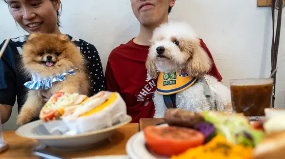 Restoran di Hong Kong Perbolehkan Pelanggan Bawa Anjing