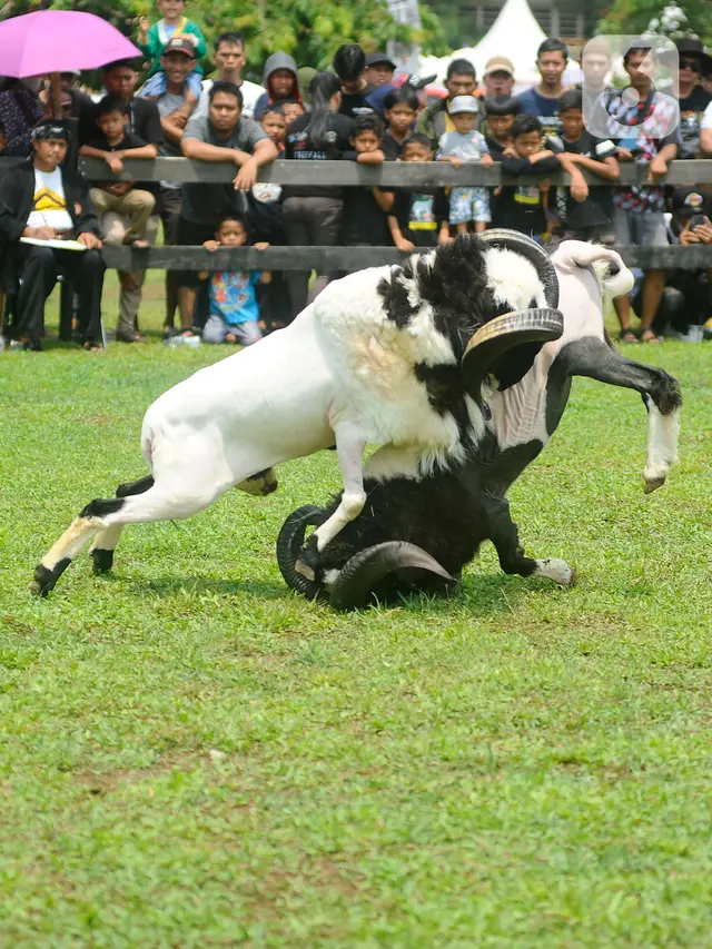 Seni Ketangkasan Domba Garut