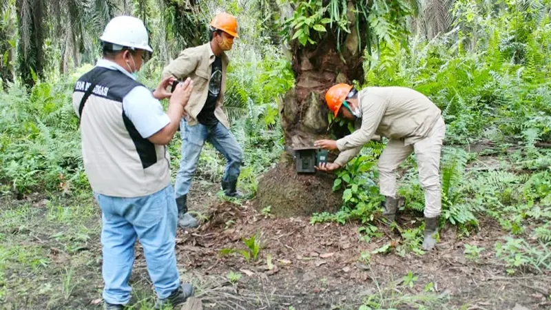 Petugas BBKSDA Riau memasang kamera pengintai untuk mengetahui keberadaan harimau sumatra di Kabupaten Pelalawan.