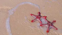 Ilustrasi Bintang Laut (Image by lovepetforever from Pixabay)