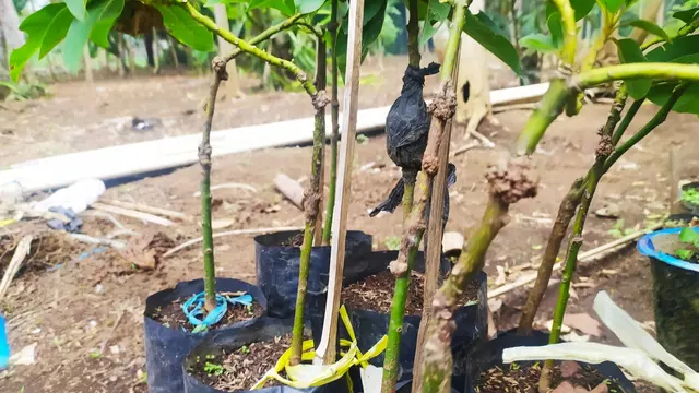 Sebanyak 15 pohon alpuket varietas Sindangretet, Garut, Jawa Barat, hasil persilangan metode persilangan micro cloning pertama di tanah air.