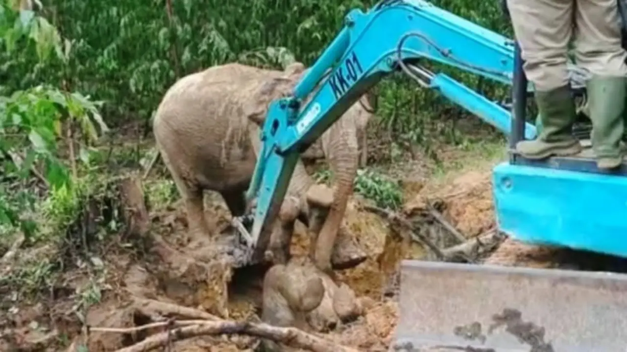 Gajah Seruni dibantu alat berat perusahaan di Kabupaten Siak menyelamatkan anaknya dari parit berlumpur.