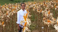 Panen jagung di Gorontalo, Presiden Jokowi bangga produksi meningkat pesat dan bisa ekspor. (foto: dok. Kementan)