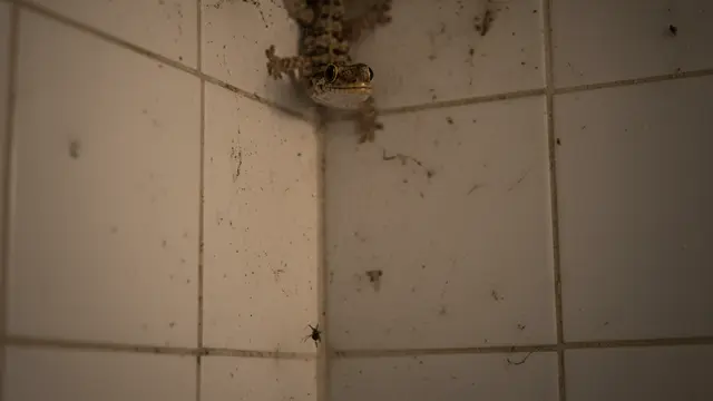Alasan Cicak Betah di Kamar Mandi dan Cara Mengurangi Kehadirannya, Solusi Aman untuk Rumah yang Lebih Bersih