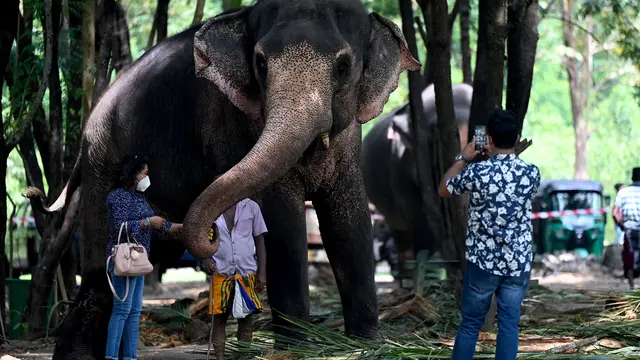 Melihat Gajah-Gajah Dimandikan Sambut Festival Perahera di Sri Lanka