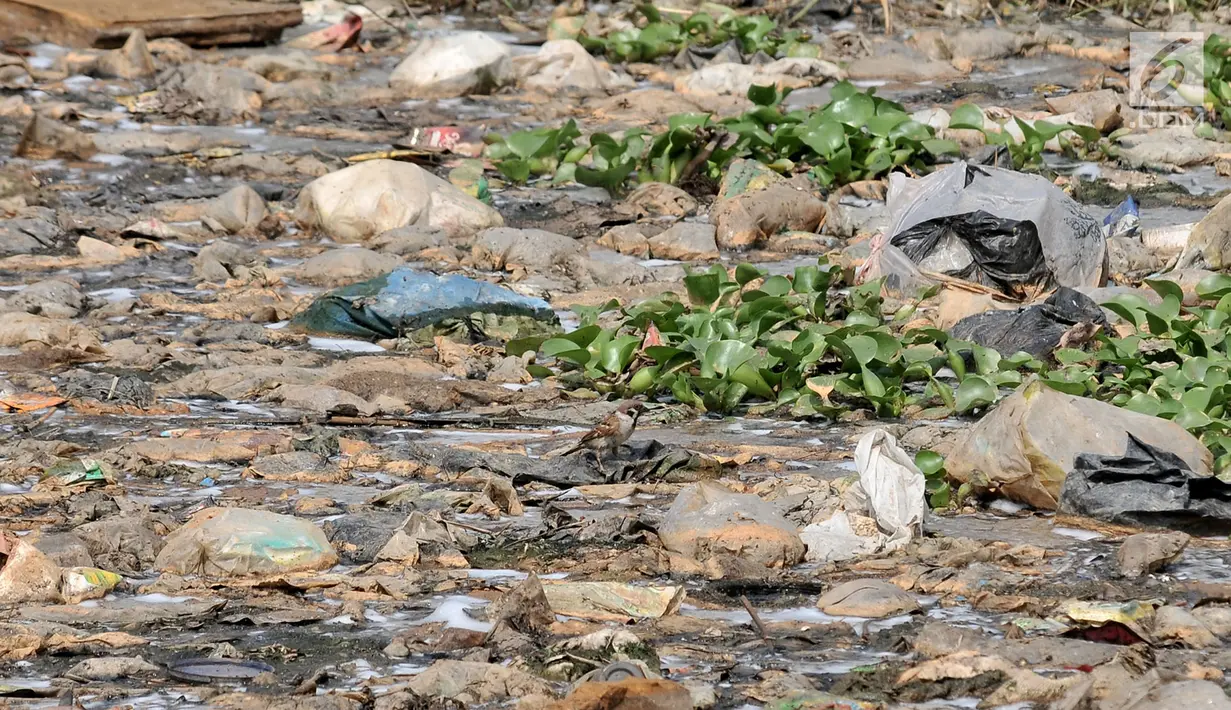 Seekor burung hinggap di atas tumpukkan sampah yang memenuhi Kali Pisang Batu, Desa Setia Asih, Tarumajaya, Kabupaten Bekasi, Jawa Barat, Senin (29/7/2019). Kali Pisang Batu kembali dipenuhi limbah pabrik dan sampah rumah tangga hampir sebulan terakhir. (merdeka.com/Iqbal Nugroho)