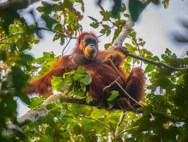 Foto selebaran tak bertanggal yang diambil oleh Pusat Informasi Orangutan dan dirilis pada 10 Juni 2026 menunjukkan orangutan Tapanuli di atas pohon di hutan Batang Toru di Sumatra Utara. Menurut para ilmuwan, tanah longsor yang dipicu oleh perubahan iklim memusnahkan hampir satu dari 10 spesies kera besar paling langka di dunia yang tersisa di Pulau Sumatra. (Handout/Pusat Informasi Orangutan/AFP)