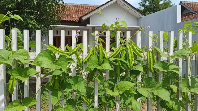 Jenis Kecipir yang Mudah Merambat di Pagar Rumah dan Tahan Panas (AI)