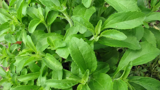 Daun stevia