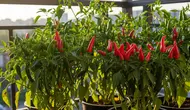 8 Tanaman Sayur Berbunga Cantik yang Tahan Panas untuk Teras, Bisa Dipanen Sekaligus Mempercantik Rumah