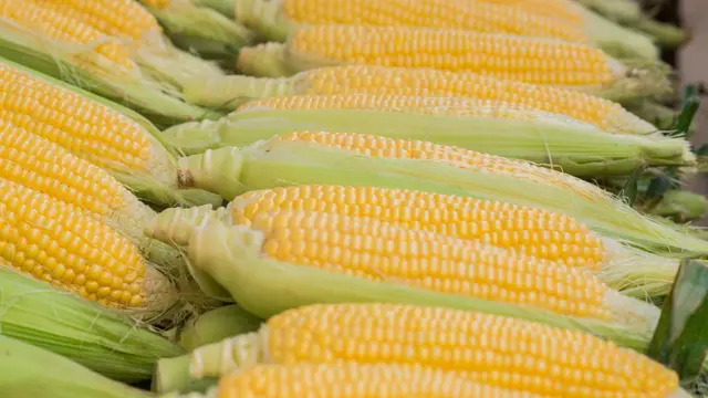 Jurus Sumatera Barat jadi Sentra Produksi Jagung Nasional