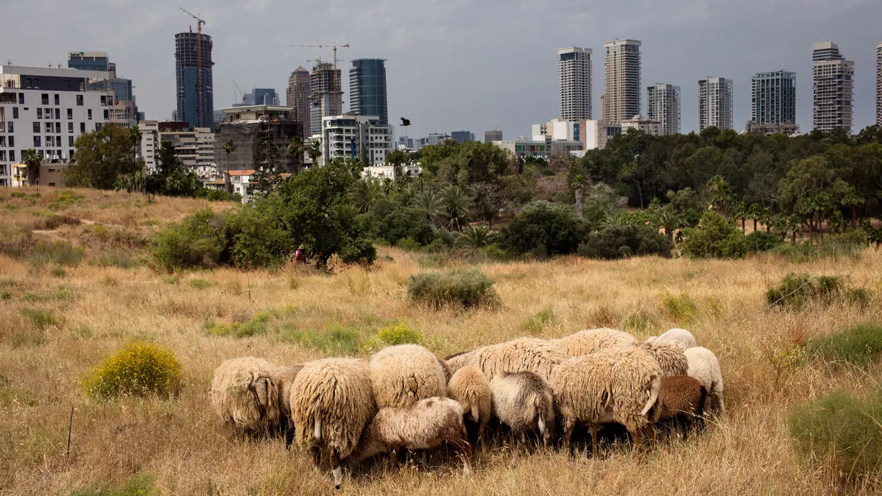 Menggembala Domba di Antara Gedung Pencakar Langit Tel Aviv
