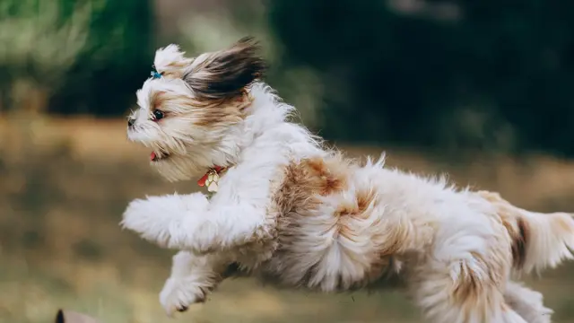 Arti Mimpi Anjing Hitam yang Menandakan Datangnya Jodoh