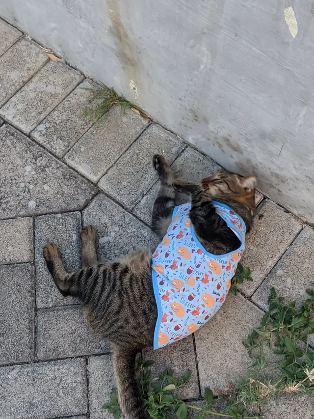 6 Potret Kucing Pakai Piyama Ini Bikin Gemas, Bak Bayi Manusia Sebelum Tidur