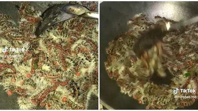 Viral Tumis Ulat Bulu Bikin Netizen Merinding, Nafsu Makan Hilang Seketika