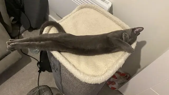 7 Tingkah Laku Kucing saat Sendirian Ini Bikin Geleng Kepala