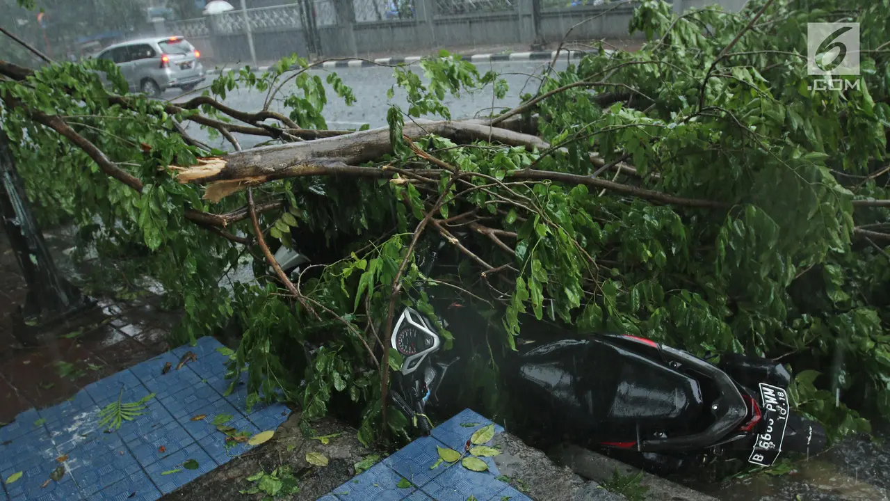Pohon Tumbang di Jakarta