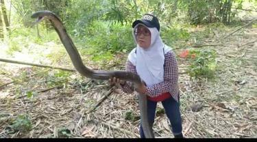 Iin Ayu, wanita berjulukan Ratu King Kobra Purwokerto menangkap sepasang king kobra raksasa di kebun warga. (Foto: Liputan6.com/Dok. Iin Ayu)