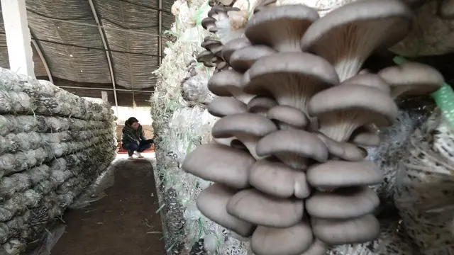 Menengok Aktivitas Warga Luannan Menanam Jamur Pangan