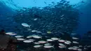 Kawanan ikan berenang di perairan Kabupaten Raja Ampat, Papua Barat, Indonesia bagian Timur, 7 November 2023. (Lillian SUWANRUMPHA/AFP)