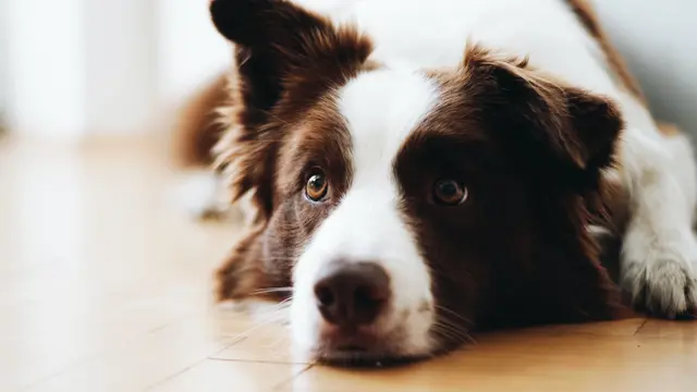 Dog Anxiety (unsplash.com/Anna Dudkova)