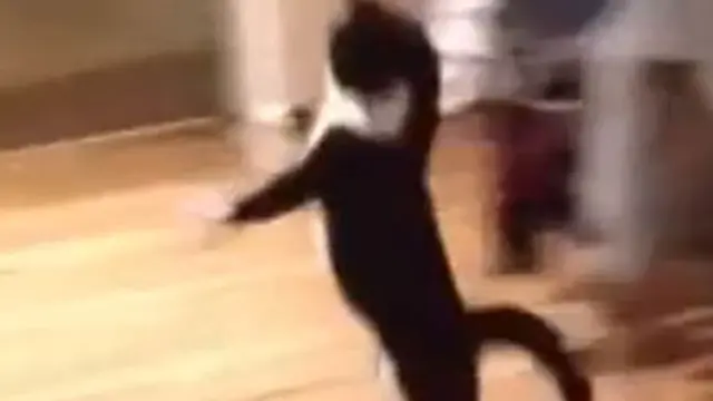 [VIDEO] Bak Penari, Kucing Ini Lompat dengan 2 Kaki Belakang