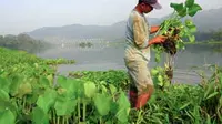 Seorang petani mengambil tumbuhan eceng gondok di bantaran Sungai Serayu di Desa Tumiyang, Banyumas, Jateng. Eceng gondok digunakan untuk campuran pakan ternak dan pupuk kompos.(Antara)