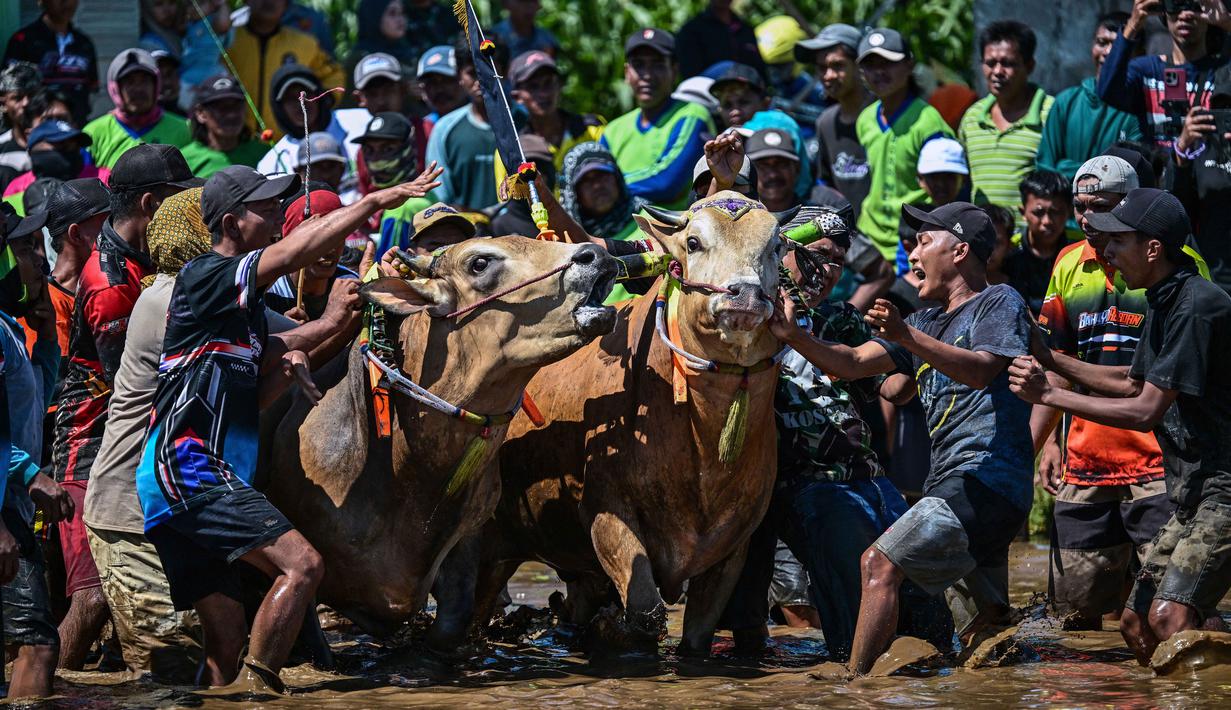 Orang-orang bersorak saat seorang joki bersiap menaiki gerobak saat acara Karapan Sapi Brujul di Probolinggo, Jawa Timur pada Minggu 24 Mei 2026. (Juni KRISWANTO/AFP)