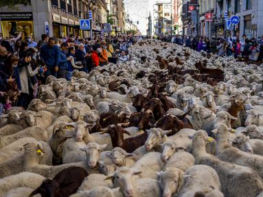 Kawanan domba dipandu melalui pusat Kota Madrid, Spanyol, Minggu (24/10/2021). Para gembala memandu domba melewati jalan-jalan Madrid untuk membela hak penggembalaan dan migrasi kuno yang semakin terancam oleh urban sprawl dan praktik pertanian modern. (AP Photo/Manu Fernandez)