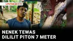 Seorang nenek di Buton, Sulawesi Tenggara dililit ular piton sepanjang 7 meter saat berada di kebun. Korban yang berusia 58 tahun meninggal dunia.