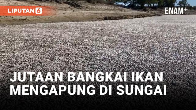 Jutaan Ikan Mati Mengapung di Sungai Darling Australia