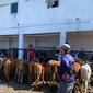 Pasar Hewan di Kecamatan Glenmore yang banyak menjual belikan ternak sapi (Istimewa)