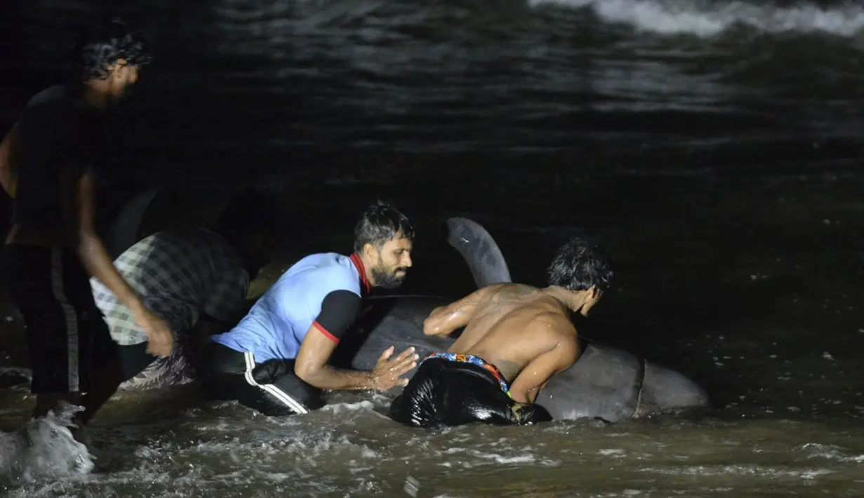 Relawan Sri Lanka mencoba untuk mendorong kembali seekor paus pilot bersirip pendek yang terdampar di pantai Panadura, 25 km selatan Kolombo, 2 November 2020. Relawan berjuang untuk mendorong lusinan paus pilot kembali ke perairan terdampar di pantai Sri Lanka. (Lakruwan WANNIARACHCHI/AFP)