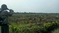 Lahan bekas terbakar ditanami pohon jelutung karena bisa menjaga ekosistem serta kebasahan gambut. (Liputan6.com/M Syukur)