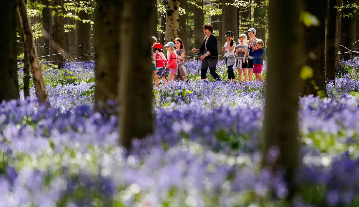 Sekelompok anak-anak berjalan di antara bunga bluebell yang bermekaran di hutan Hallerbos, Belgia, Kamis (19/4). Warna biru yang dominan dari bunga bluebells ini menyebabkan Hallerbos Forest dijuluki sebagai hutan biru. (AP/Geert Vanden Wijngaert)
