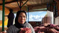 Potensi Besar Rumput Laut Indonesia di Tengah Peluang Investasi Global