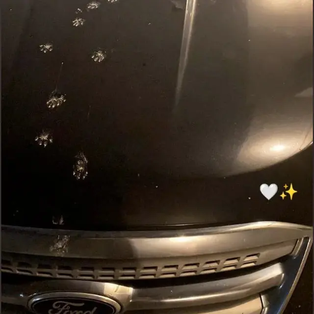 Banyak Tingkah, 6 Potret Jejak Kaki Kucing di Lantai hingga Cor Kering Ini Lucu